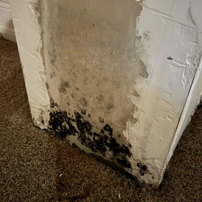 Professional Mold Removal in Welch, WV